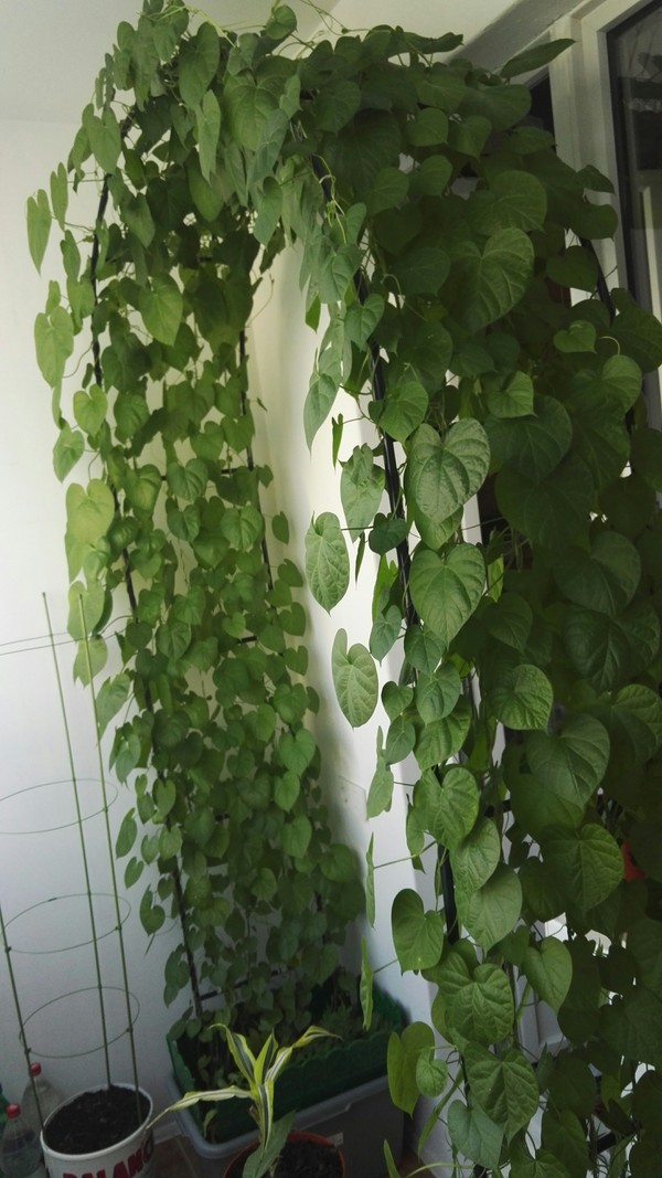 Greenery among concrete - My, Flowers, Balcony, High-rise building, Houseplants