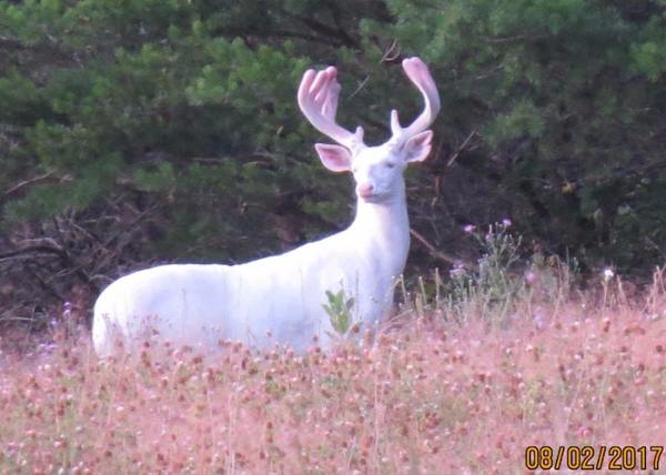 Albino deer spotted yesterday in Wisconsin - Deer, Albino, , Animals, Wisconsin, Nature, Deer