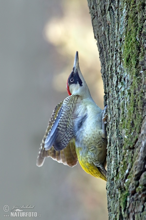 Green Woodpecker - , Woodpeckers, Green Woodpecker, Longpost