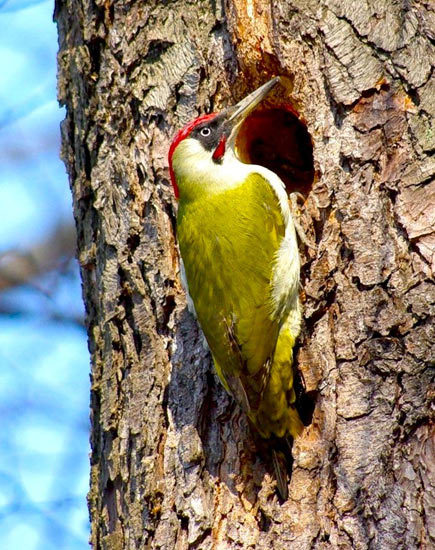 Green Woodpecker - , Woodpeckers, Green Woodpecker, Longpost