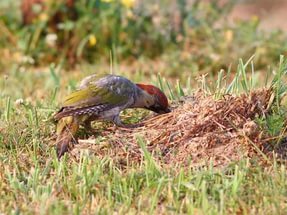 Green Woodpecker - , Woodpeckers, Green Woodpecker, Longpost