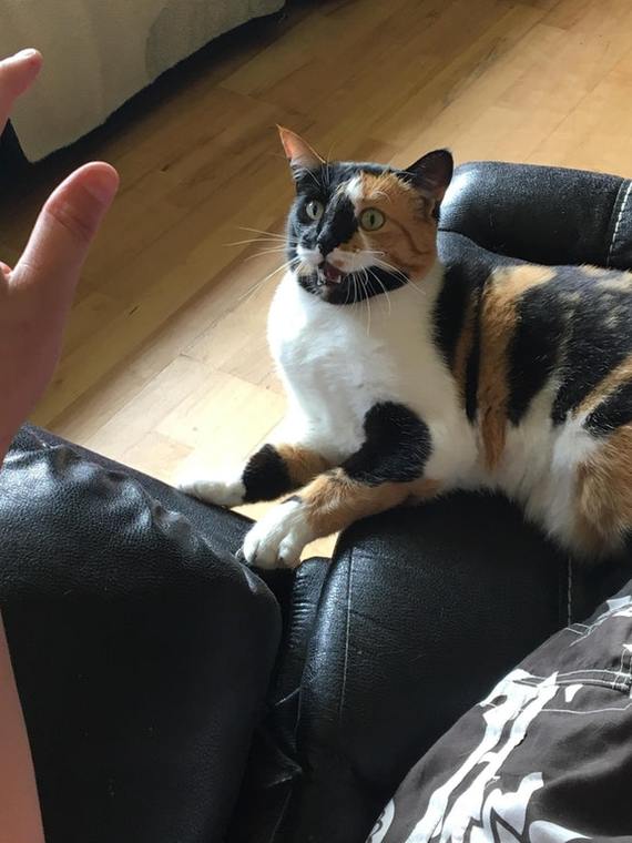 What the hell is this? - cat, Hand, Astonishment