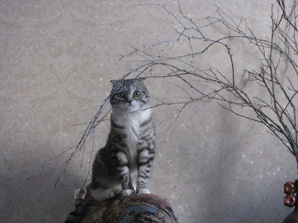 Master of disguise - cat, Master, Disguise, Homemade, The photo