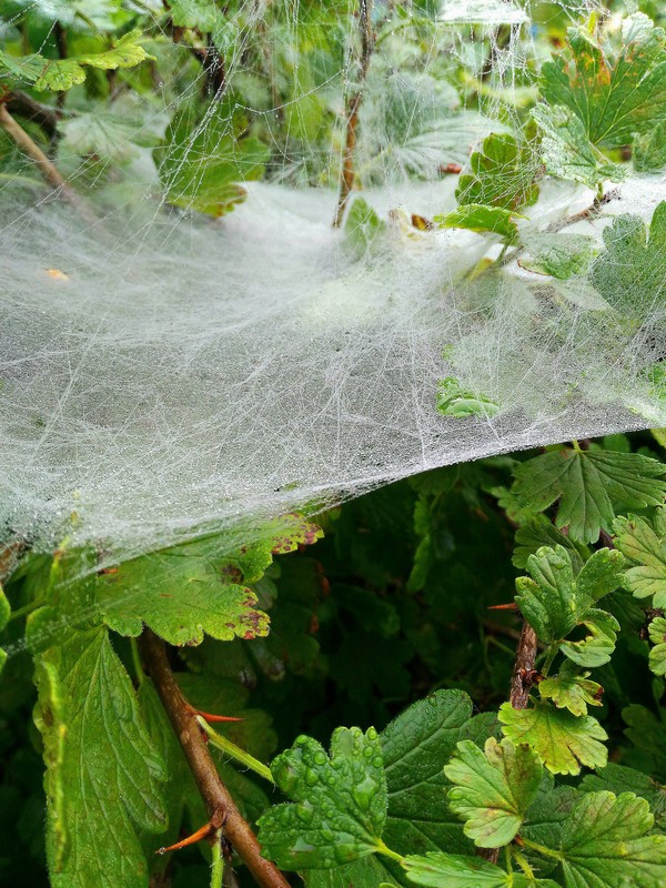 Morning beauty. - My, Morning, Nature, Web, Dew, Longpost