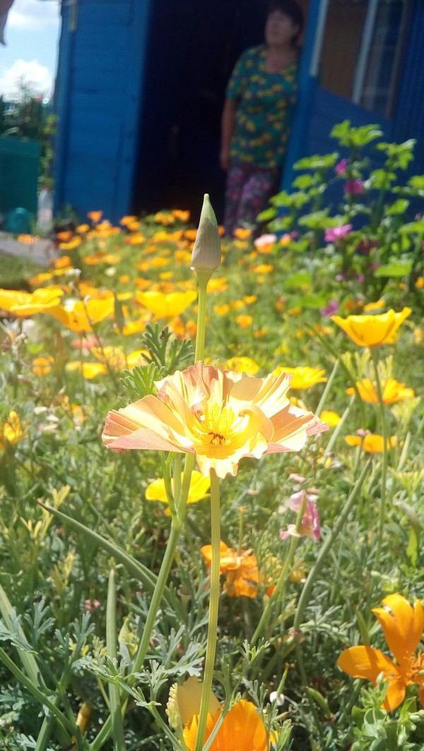 Simple beauty - My, Flowers, Village, beauty, Longpost