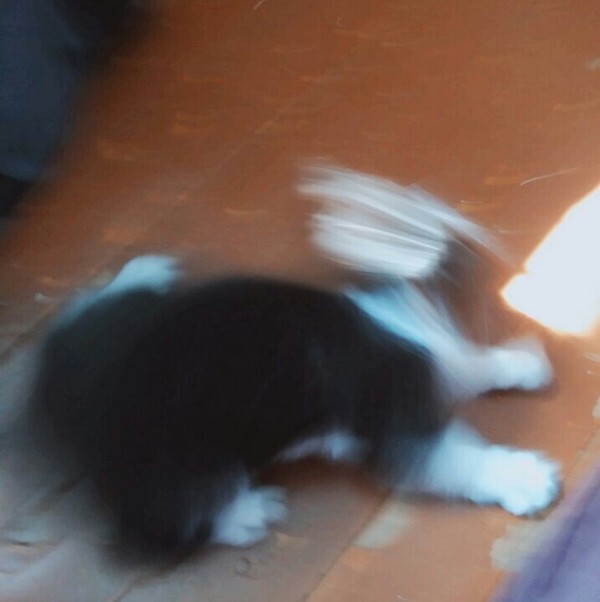 My cat went berserk - My, cat, Cat breeds, Memes, Fury