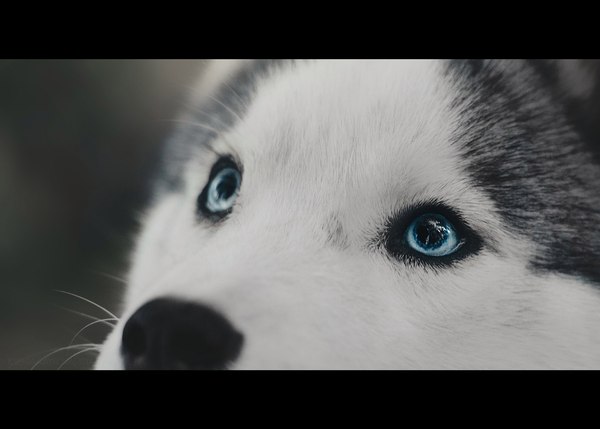 15 minute photo session of a 6 month old husky. - My, Husky, Siberian Husky, Photographer, PHOTOSESSION, Animalistics, Pandora, Puppies, Golden hour, Longpost