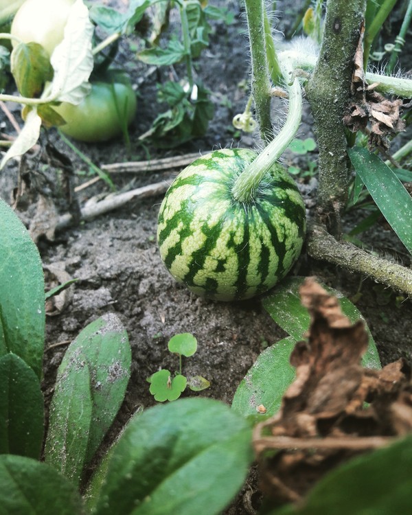On the subject of a huge harvest this summer - My, Watermelon, Harvest, Summer