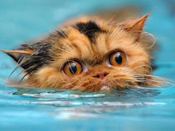 All the grief of the cat people in one muzzle - The cat swims, cat, Cats and kittens, Catomafia