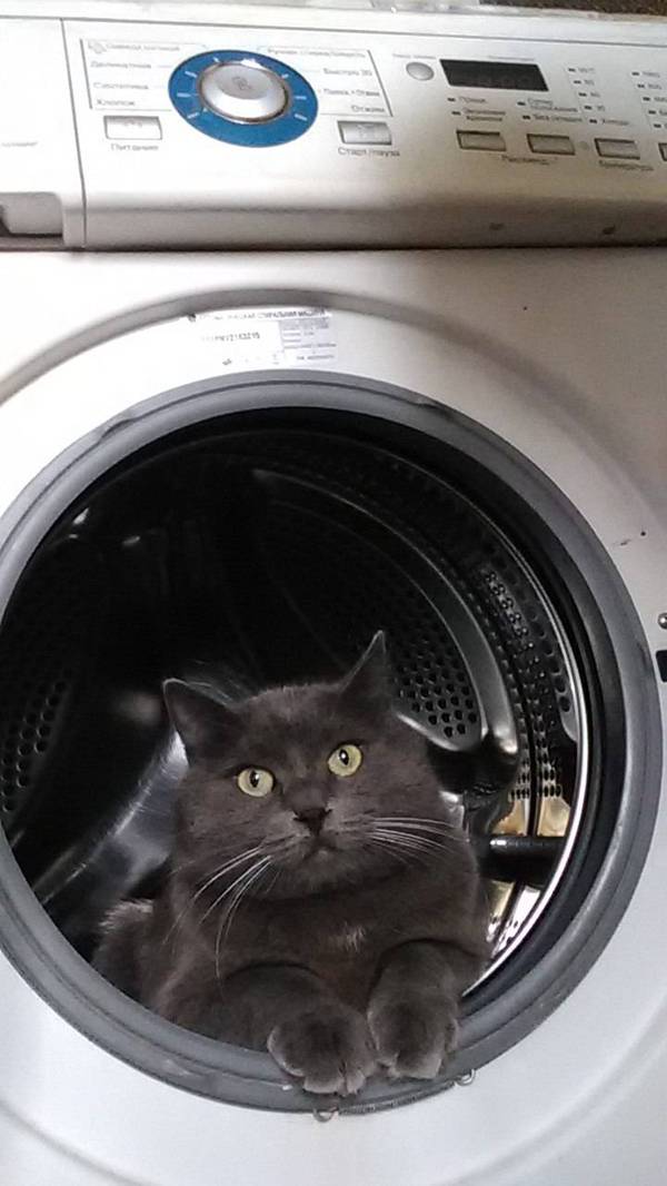 Catmonaut - My, cat, Космонавты, Washing machine