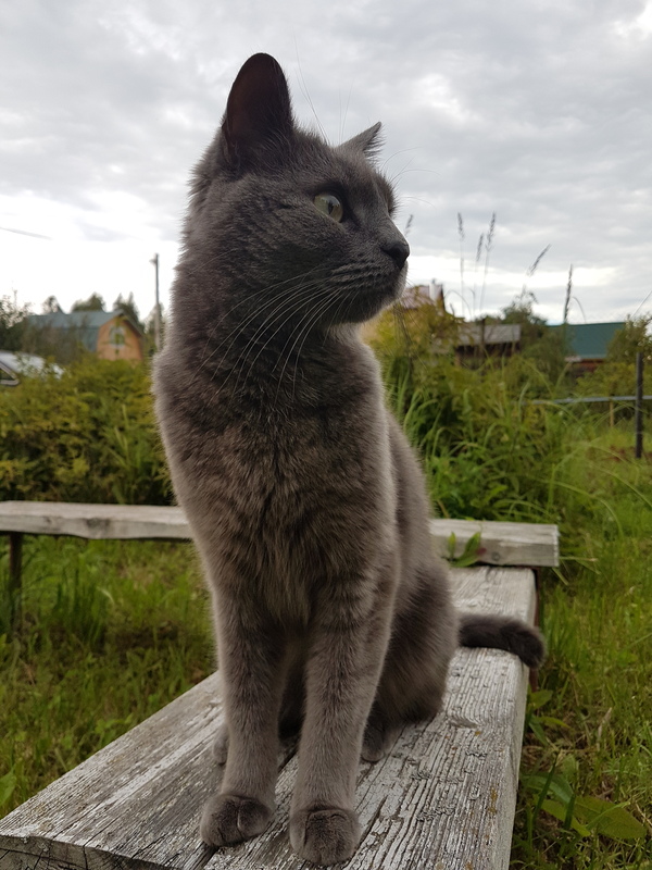 Котик на даче