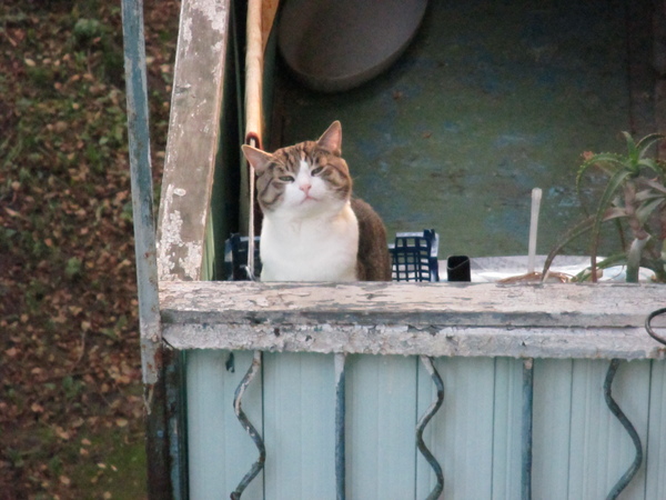 Murky neighbor - My, cat, Neighbours, Best Cat