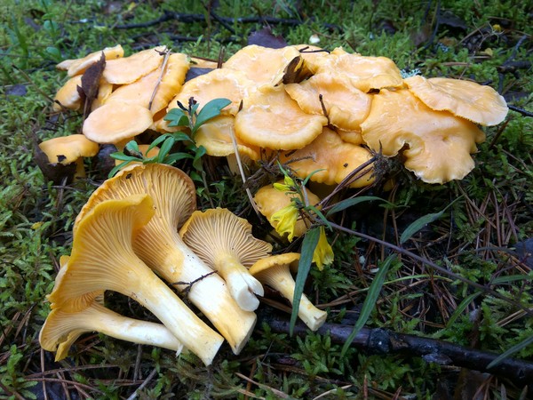 Hegemony of foxes in the forest. - My, Chanterelles, Mushrooms, Forest, Silent hunt, Clean forest, Protection of Nature