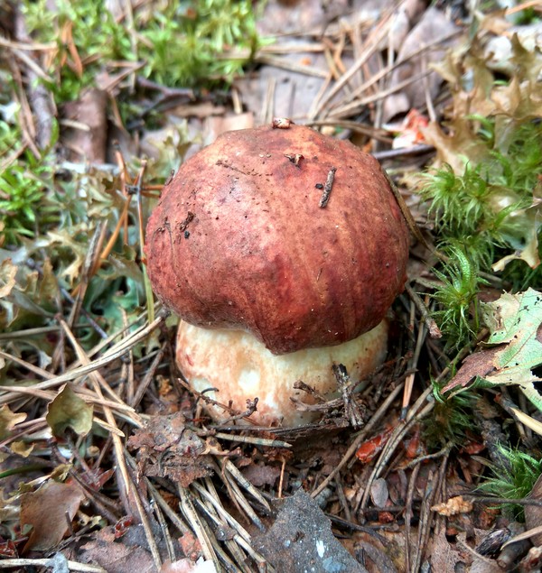 Mushroom love post #2 - My, Mushrooms, Forest, Silent hunt, Clean forest, Protection of Nature, Boletus, Borovik, Longpost