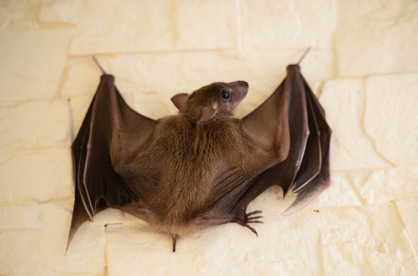 Keeping fruit bat in the house - My, , Bats, Milota, Animals, Pets, Video, Coub, Longpost