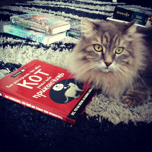 My cat is up to something! - My, cat, Books, Recognition