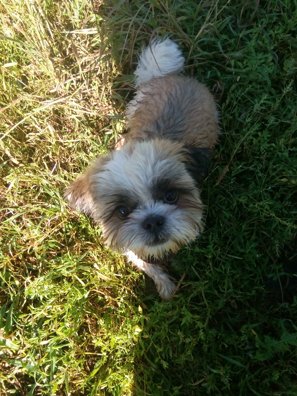 Is a dog the most faithful friend? .. Yes, figs there! ... - My, Dog, Shih Tzu, 