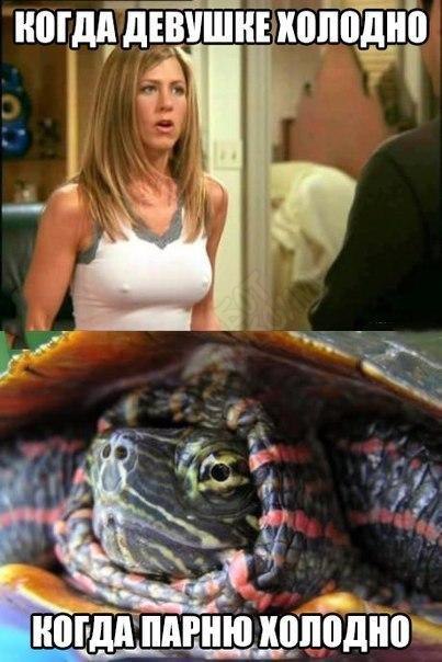 Anatomy - Comparison, Jennifer Aniston, Turtle