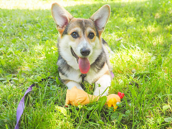 When I finally got a dog. - My, Corgi, Dog, Welsh corgi pembroke