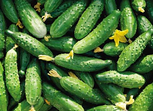 Cucumbers: - My, Olenegorsk, Humor