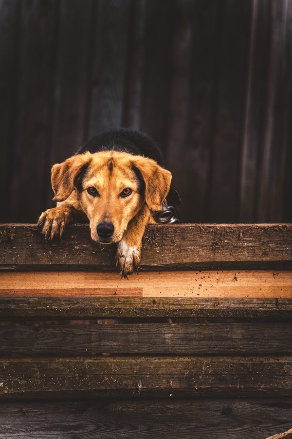 Sadness - My, The photo, Dog, Hound