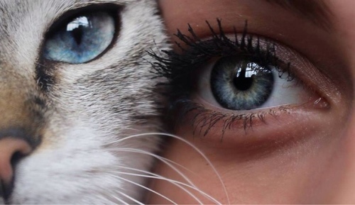 What eyes! - cat, Eyes, , 