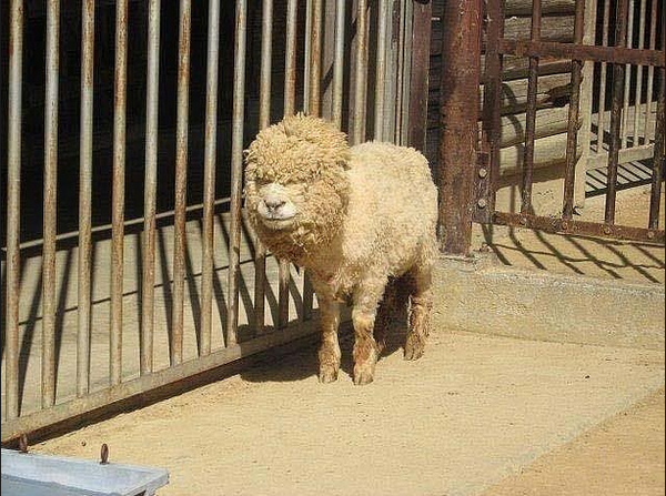 Льва пропили, а здесь ревизия)))