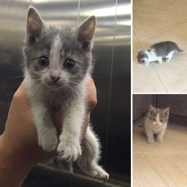 Moscow. - , In good hands, Help, Moscow, Kittens, cat, Helping animals