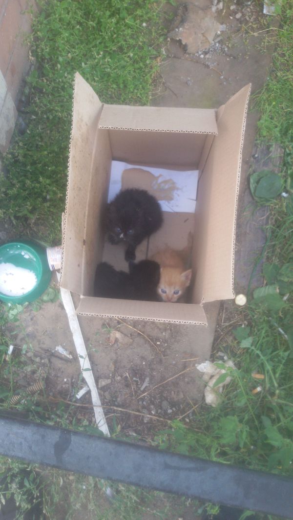 Take the kittens to the Stolbovaya platform. - My, cat, Foundling, Volunteering, , Chekhov, Podolsk, Longpost