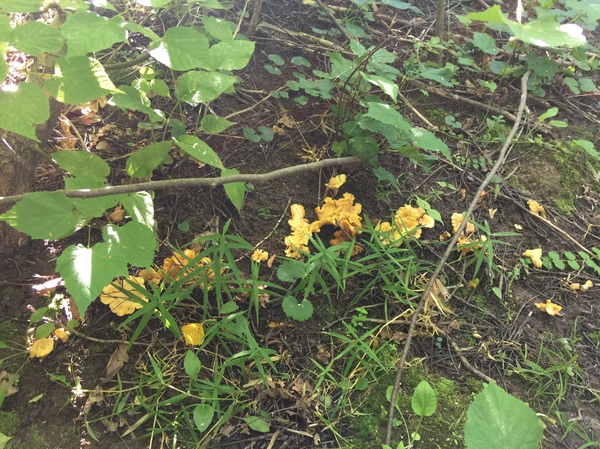 Chanterelles :) - Silent hunt, Forest, Mushrooms