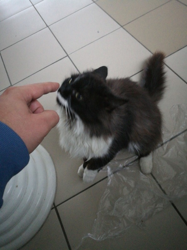 Station cat, shall we attach it? - My, , KhMAO, Fluffy, cat, Help, In good hands, I'll give it to good hands, Surgut