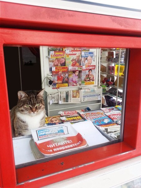 Went out to the stall under the house - cat, Stall, Kiosk, Salesman, In contact with, Humor, Hello reading tags