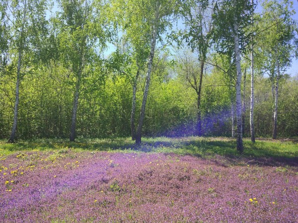 Сальский район. Ростовская область - Красота, Природа, Моё