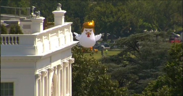 An inflatable chicken with a Trump-style haircut was installed in front of the White House - USA, The White house