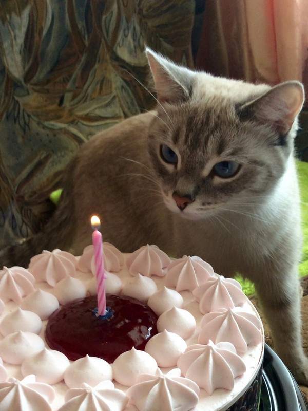 Первый день рождения Бусинки, и мой первый пост на Пикабу. Моё, Кот, Торт, День рождения, Длиннопост