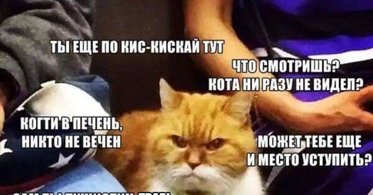 Кис кис я котик ты котик. Коготь в печень никто. Когти в печень никто не вечен кот. Когти в печень никто не вечен Мем.