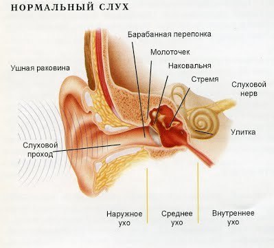 How Does Hearing Work? - Hearing, Anatomy, , Longpost