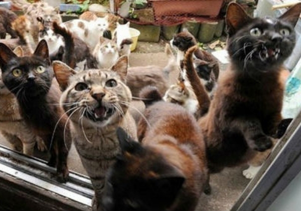 40 hungry cats ate their owner - Omsk, 40 cats, Hunger, 