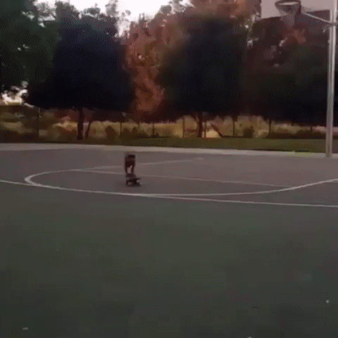 1502475909130146512.gif