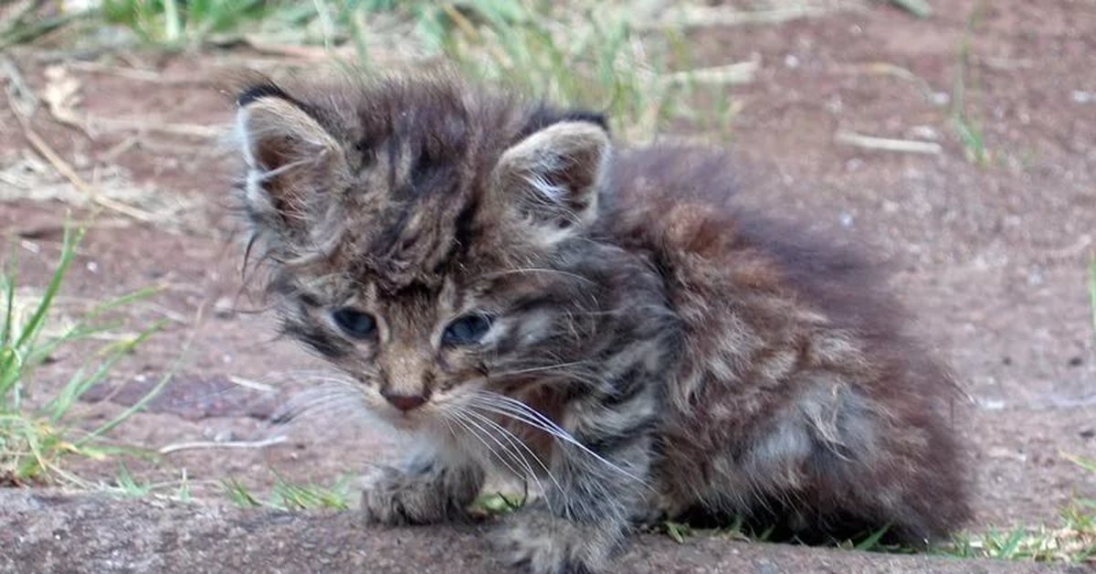 Брошенный котенок картинка