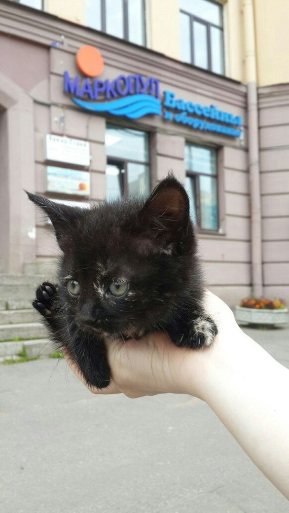 Rescued kittens looking for a home - My, , Saint Petersburg, Kittens, Animal Rescue, Longpost, cat