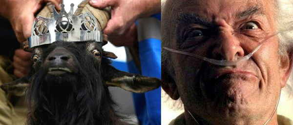 Crowned Irish goat suitably cosplays Hector Salamanca from Breaking Bad - My, Breaking Bad, Hector Salamanca, Goat, Cosplay