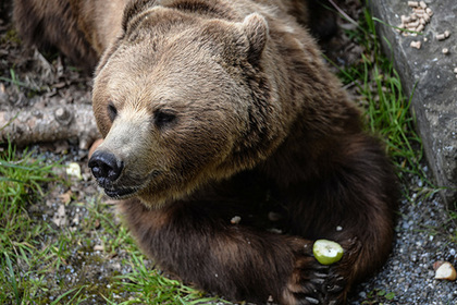 Ural mushroom picker knocked down a bear - ribbon, news, Sosva, Bear, The Bears