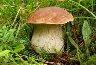 From Chernobyl mushrooms will make a sun cream for astronauts - Mars, Mushrooms, Chernobyl