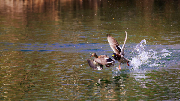 ˸���� �����