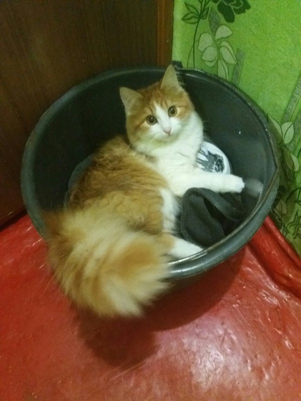 Queen of all buckets - Queen, My, cat