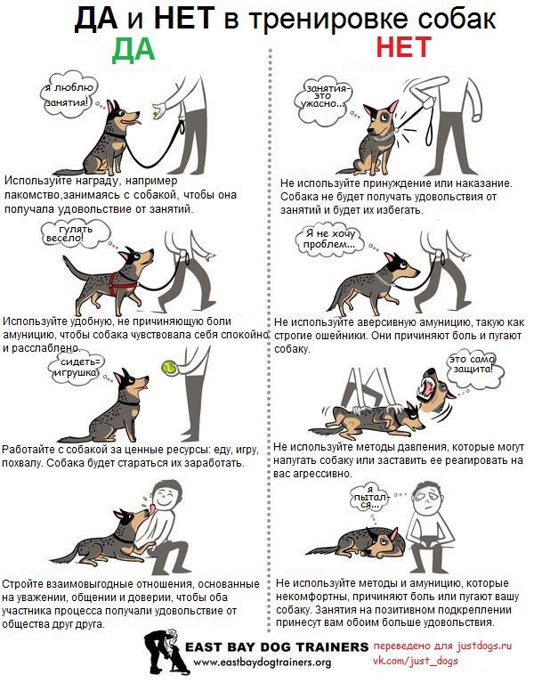 как научить собаку ходить на поводке