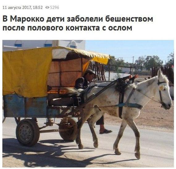 Poor donkey. - Morocco, Rabies, news, 