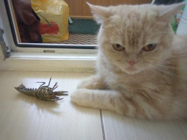 Dissatisfied - My, Crayfish, cat, Discontent