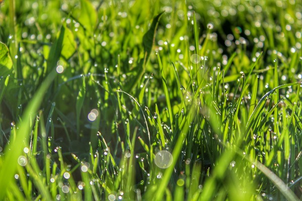 Morning dew - My, Dew, Morning, Grass